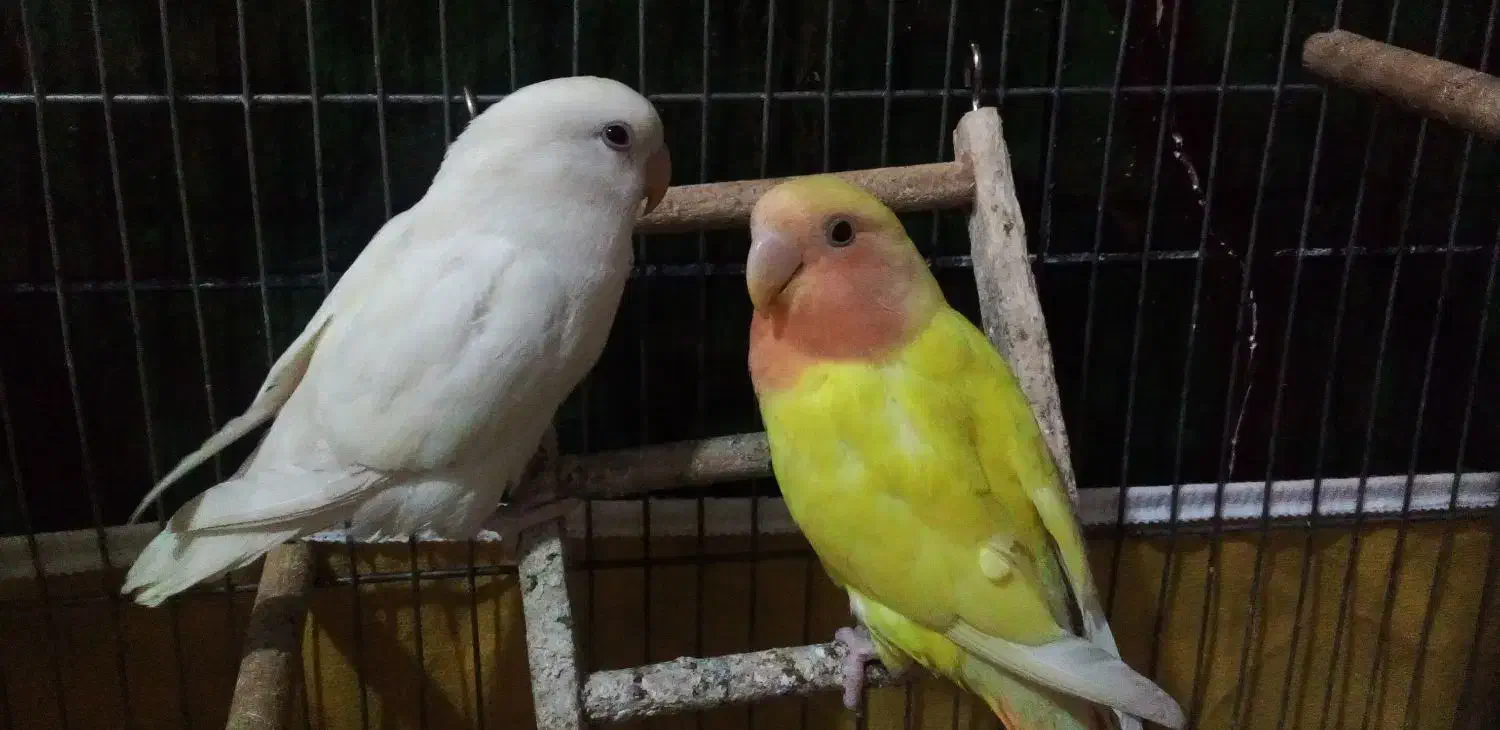 طوطی کوتوله برزیلی|پرنده|شیراز, شهرک گلها|دیوار