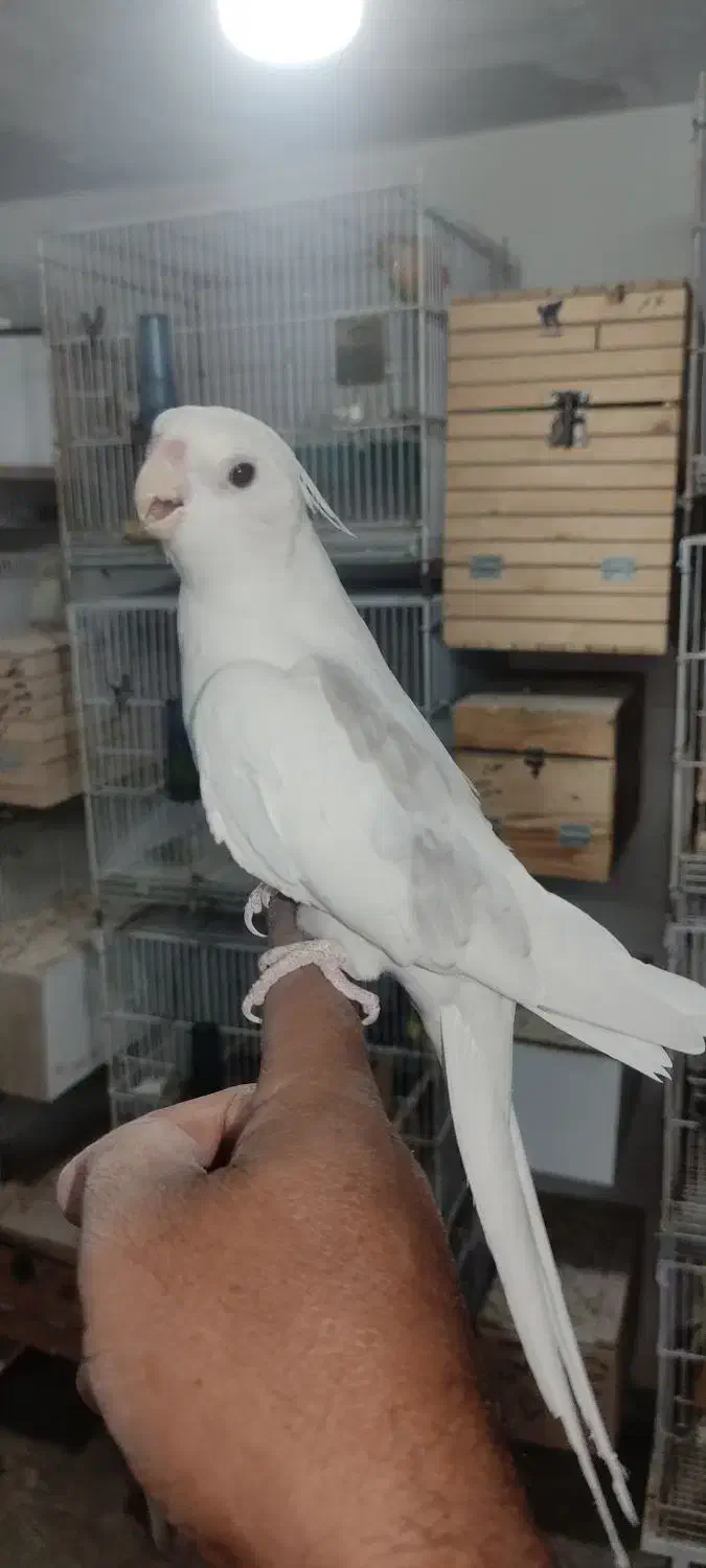 عروس هلندی نر دوکت آلبینو دستی و نر لوتینو ۱ ساله|پرنده|لار, |دیوار