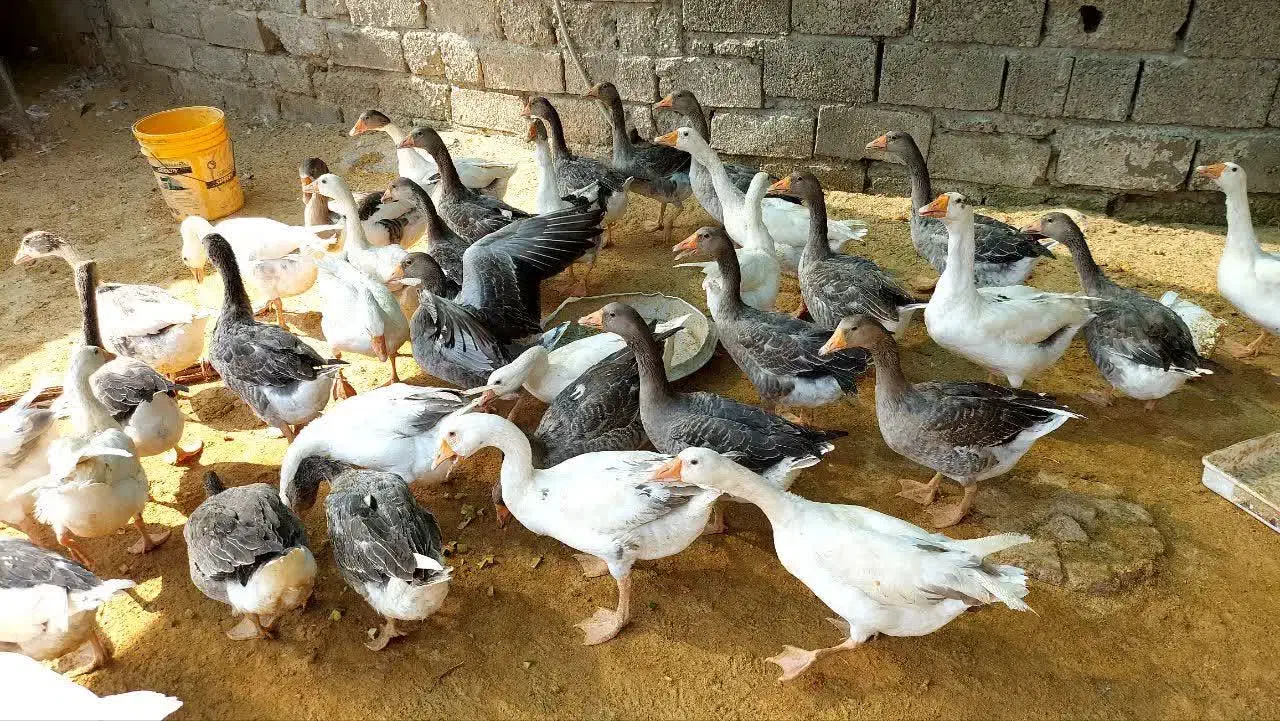 غاز محلی جوان|حیوانات مزرعه|گلوگاه بابل (گلیا), |دیوار