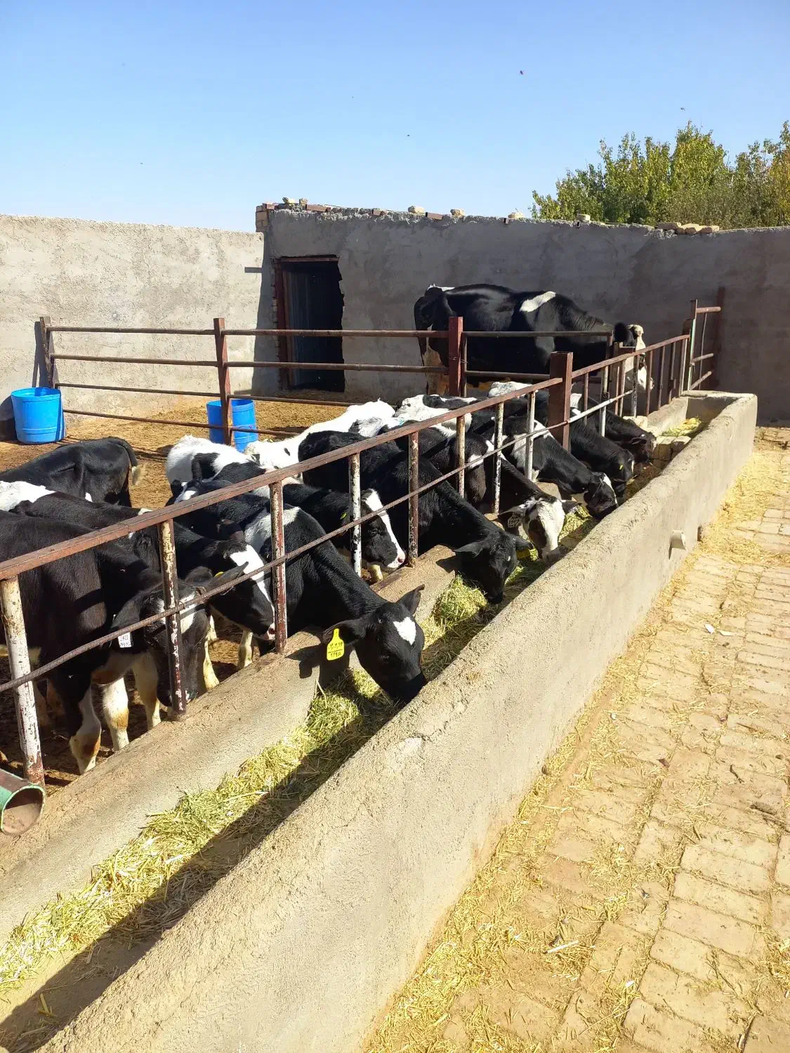 گوساله نر هلشتاین شیر گرفته|حیوانات مزرعه|شال, |دیوار