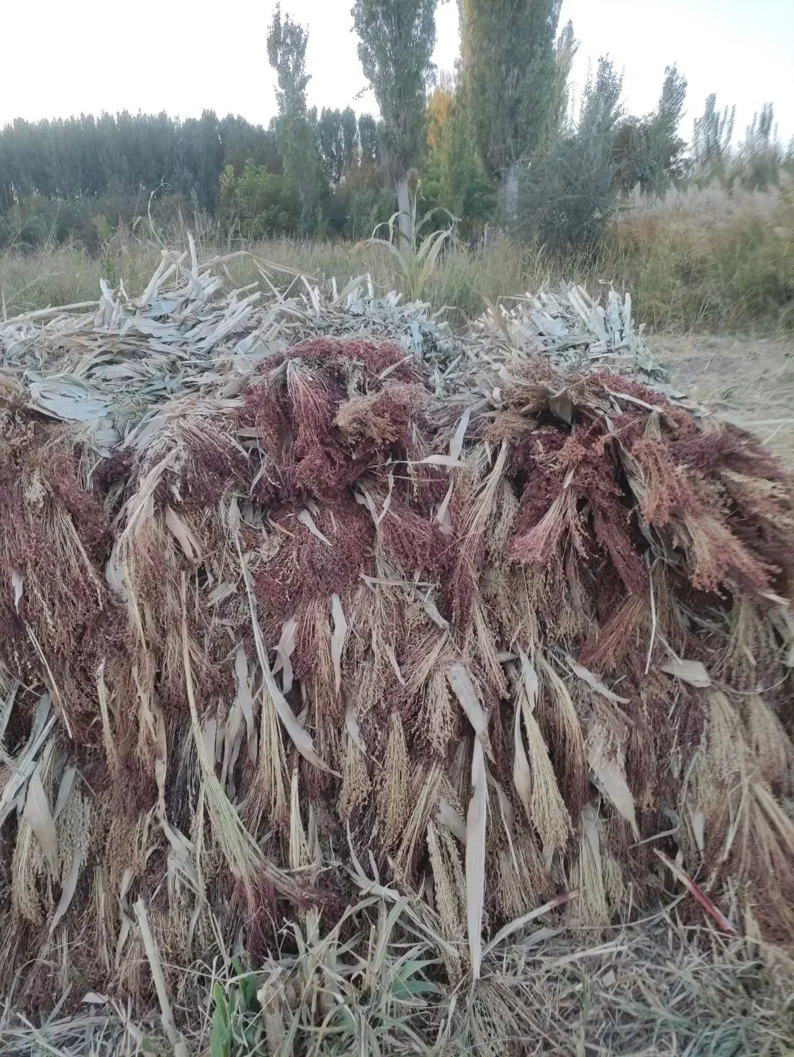 جارو|لوازم نظافت|زنجان, |دیوار