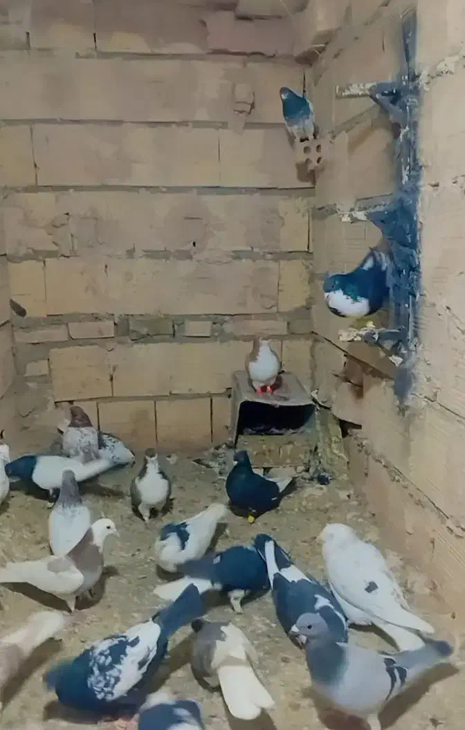 کفتر کفتر رنگه|پرنده|مشهد, انصار|دیوار