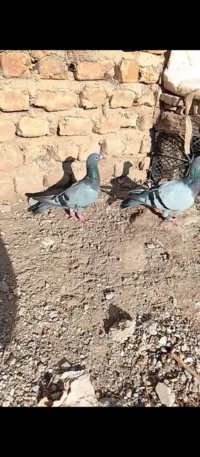 کفتر|پرنده|قلندر آباد, |دیوار