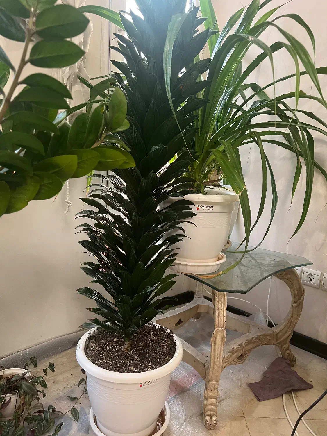 گیاه شاداب و مناسب|گل و گیاه طبیعی|تهران, امانیه|دیوار