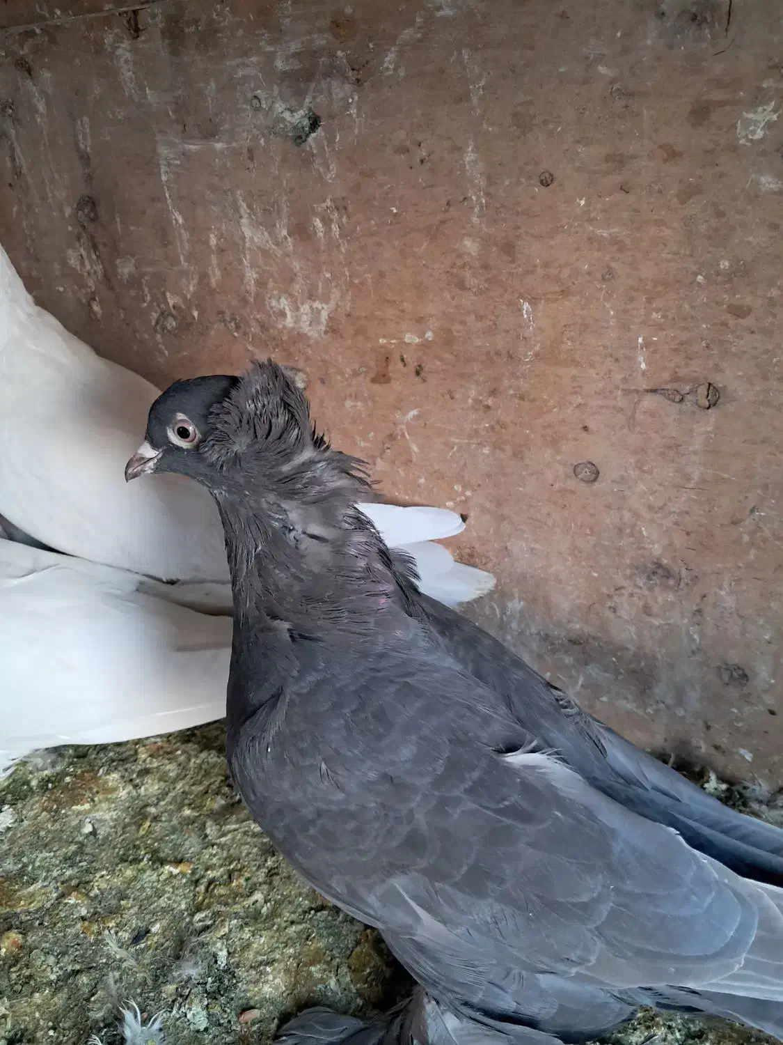 کبوتر الوان و لوتی و تهرانی هوا خور|پرنده|صوفیان, |دیوار