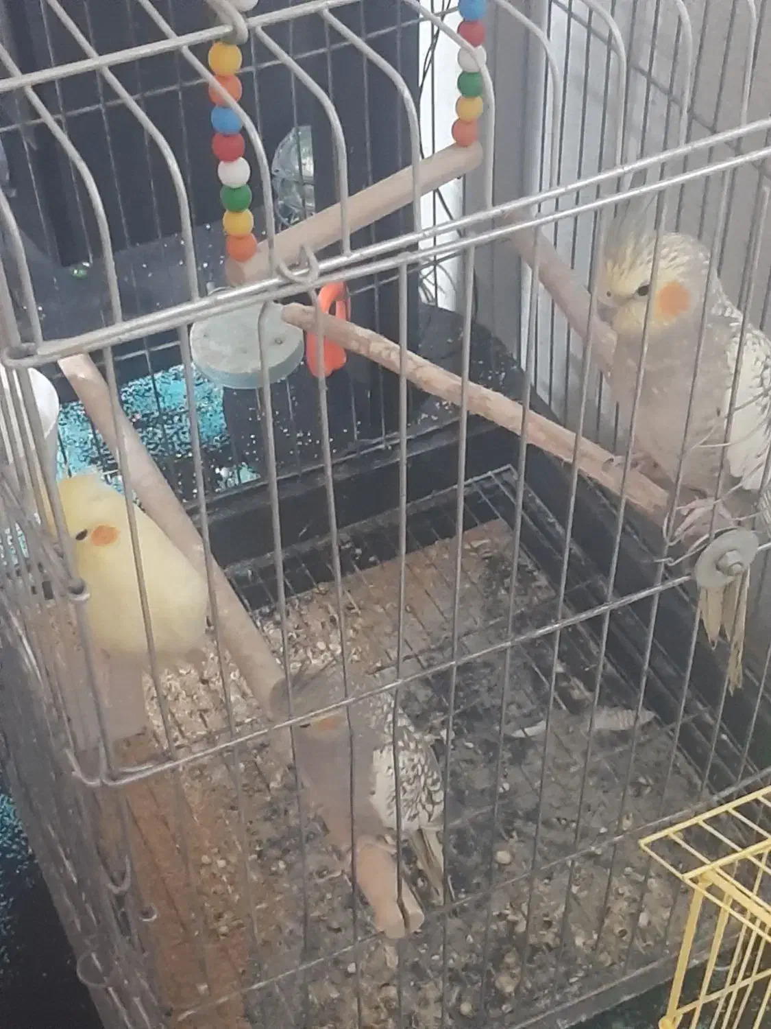 عروس هلندی|پرنده|اسلام‌شهر, شهرک احمدیه|دیوار