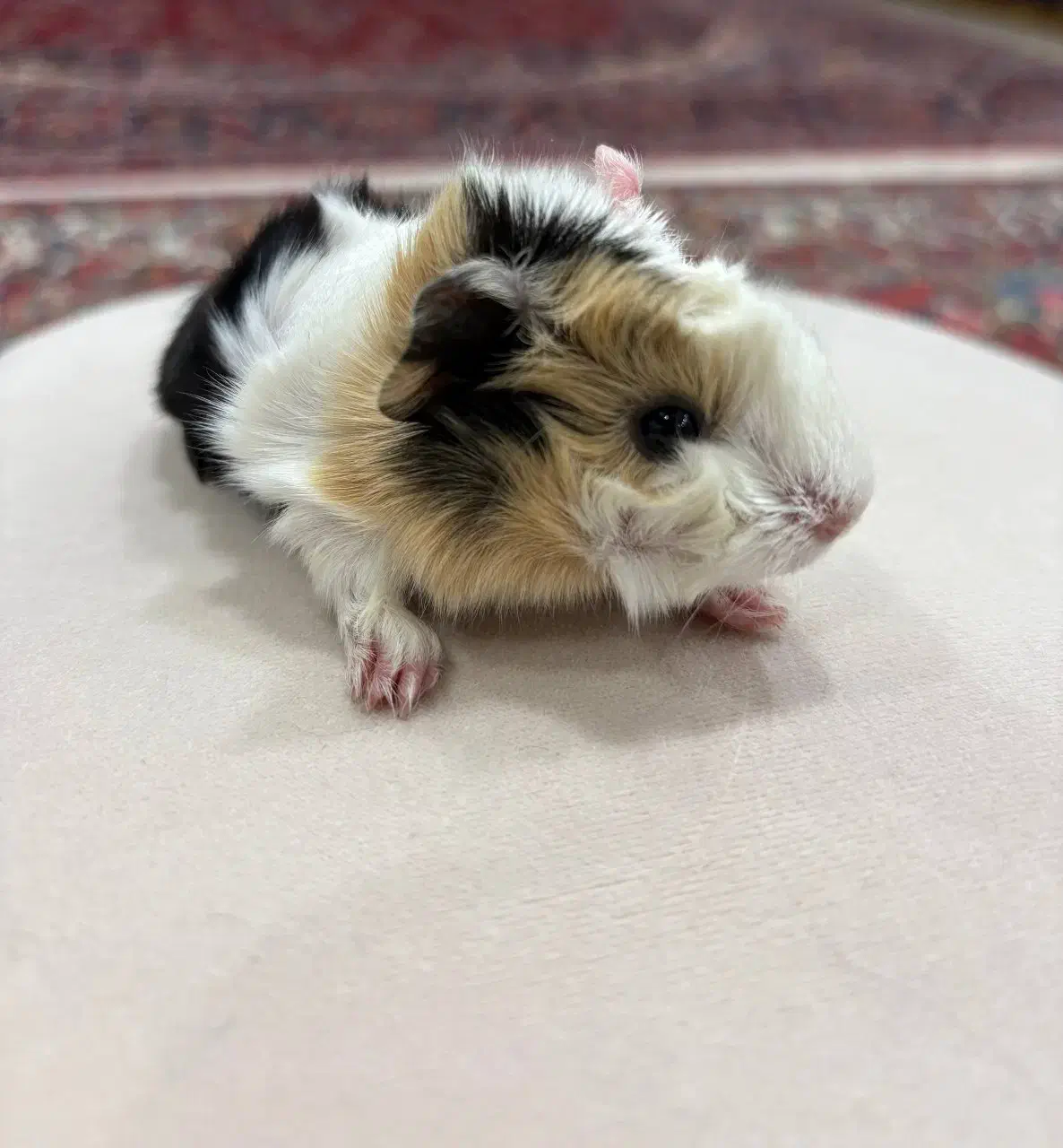 خوکچه هندی|موش و خرگوش|تهران, میدان ولیعصر|دیوار