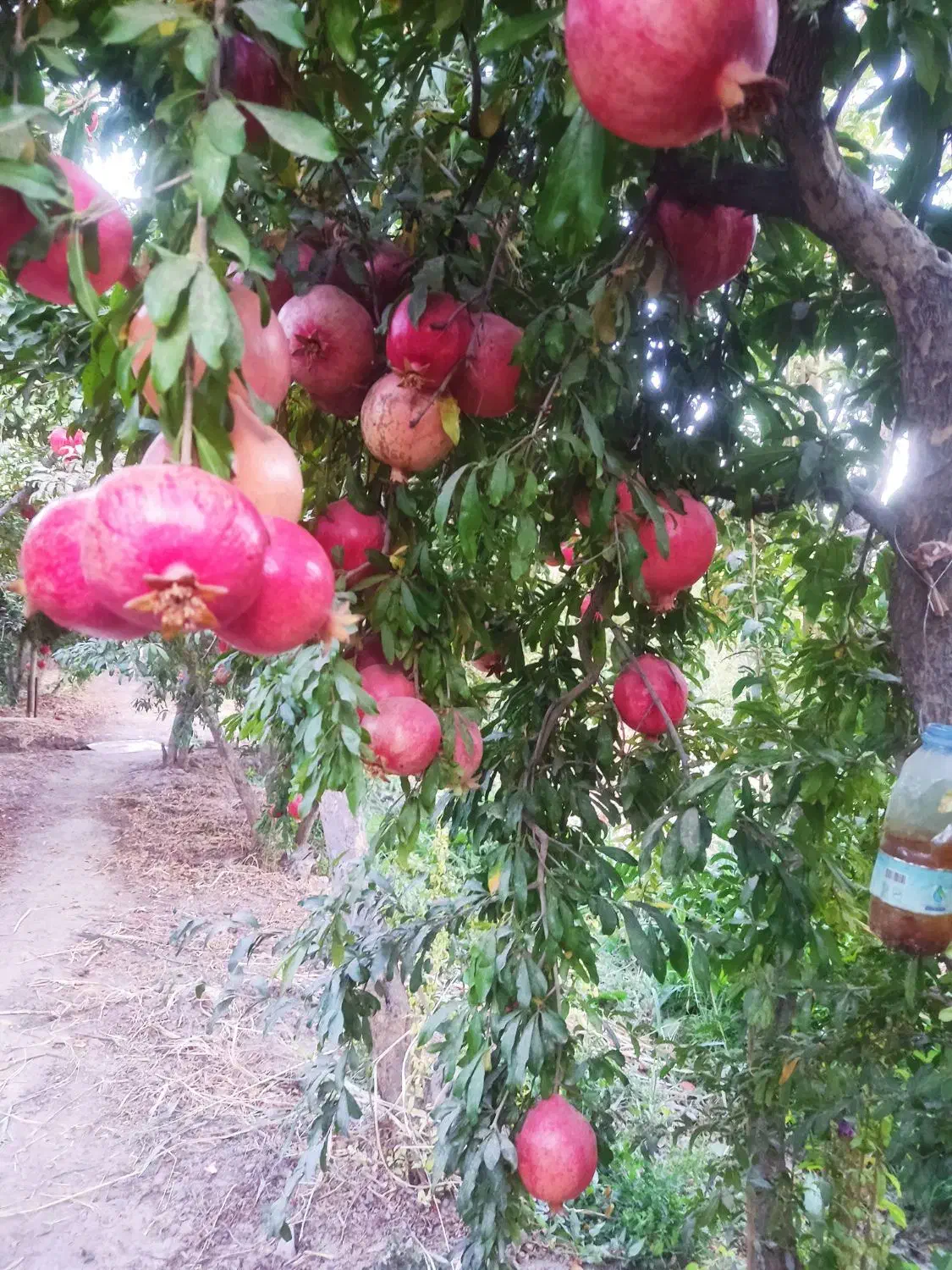 انار محلی درجه یک درب باغ|حراج|پیشوا, |دیوار