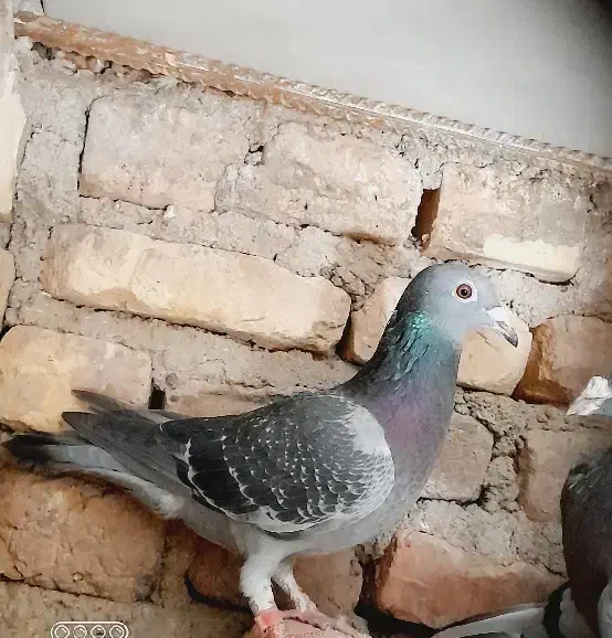 ۱۳کفتر پرشی|پرنده|سربیشه, |دیوار