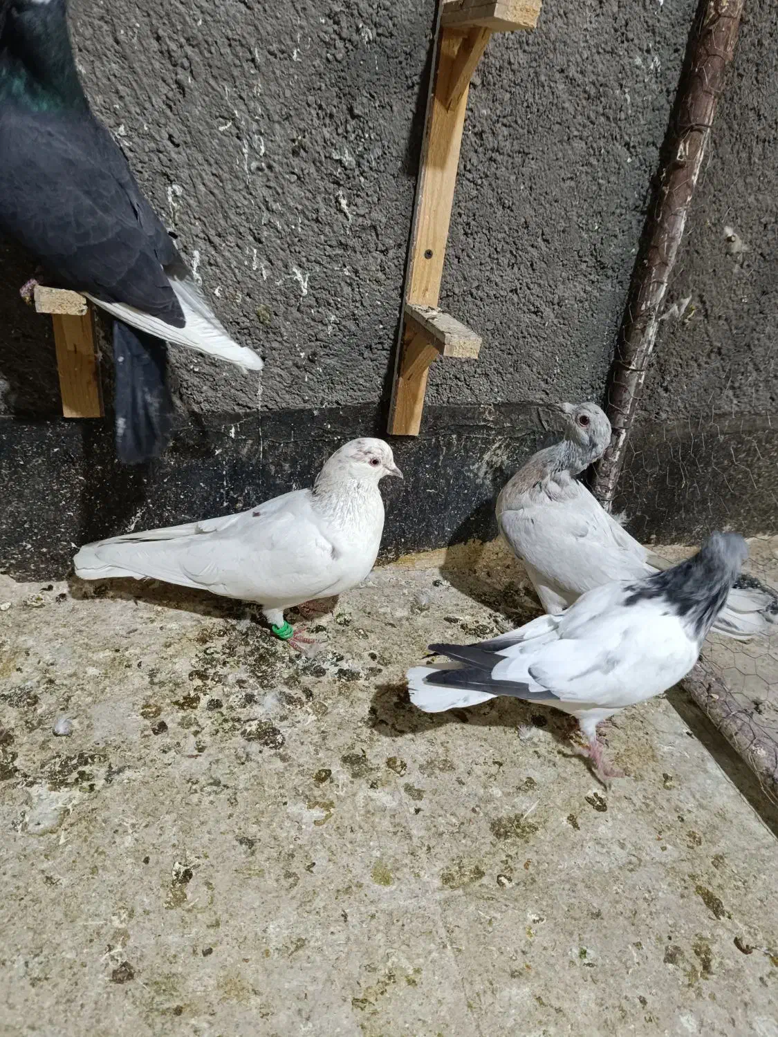 شازده سبز تهرانی سار سرخ تهرانی پلاکی|پرنده|مشهد, گلبرگ|دیوار