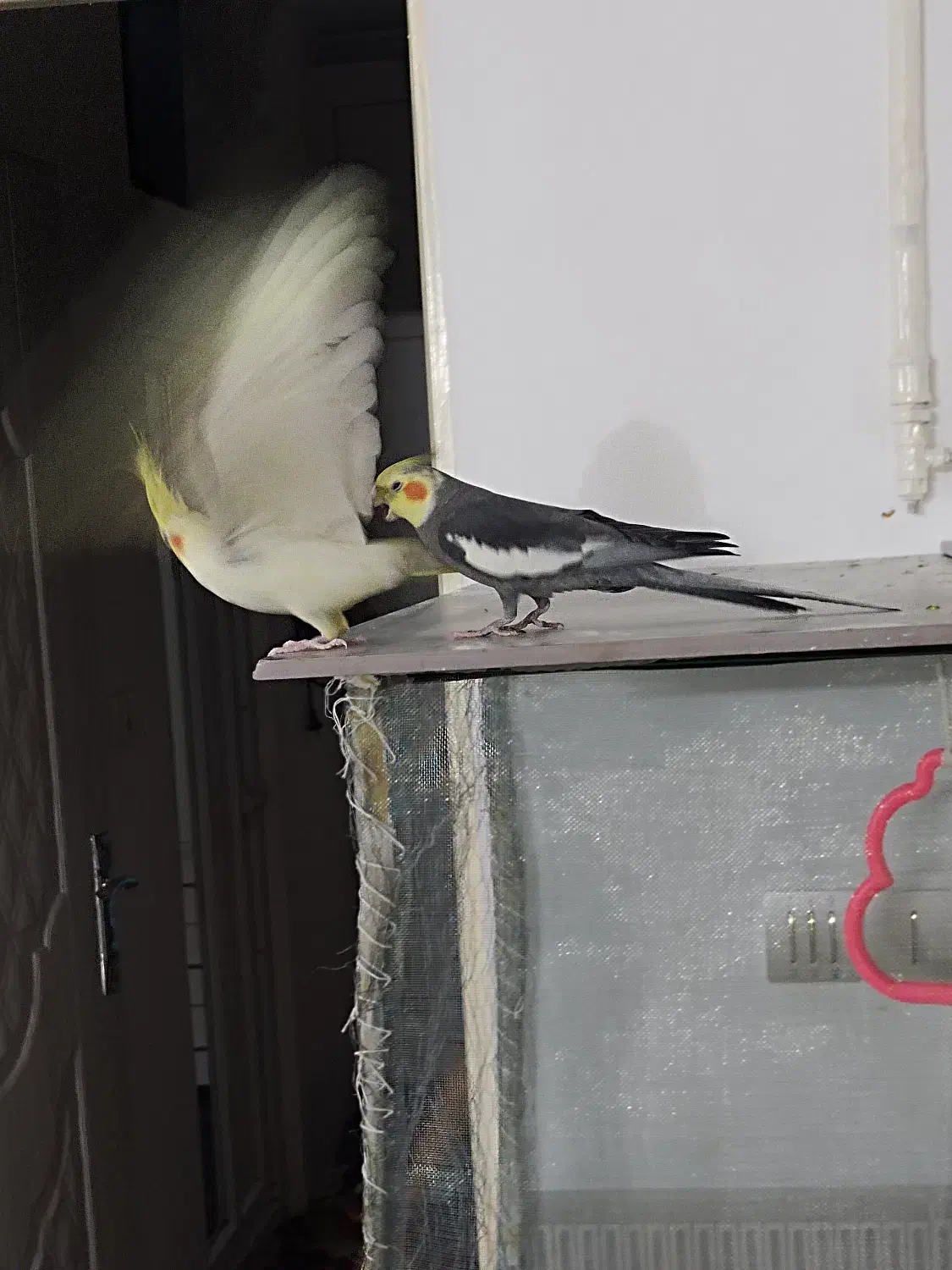 فروش عروس هلندی نر و ماده|پرنده|قوچان, |دیوار