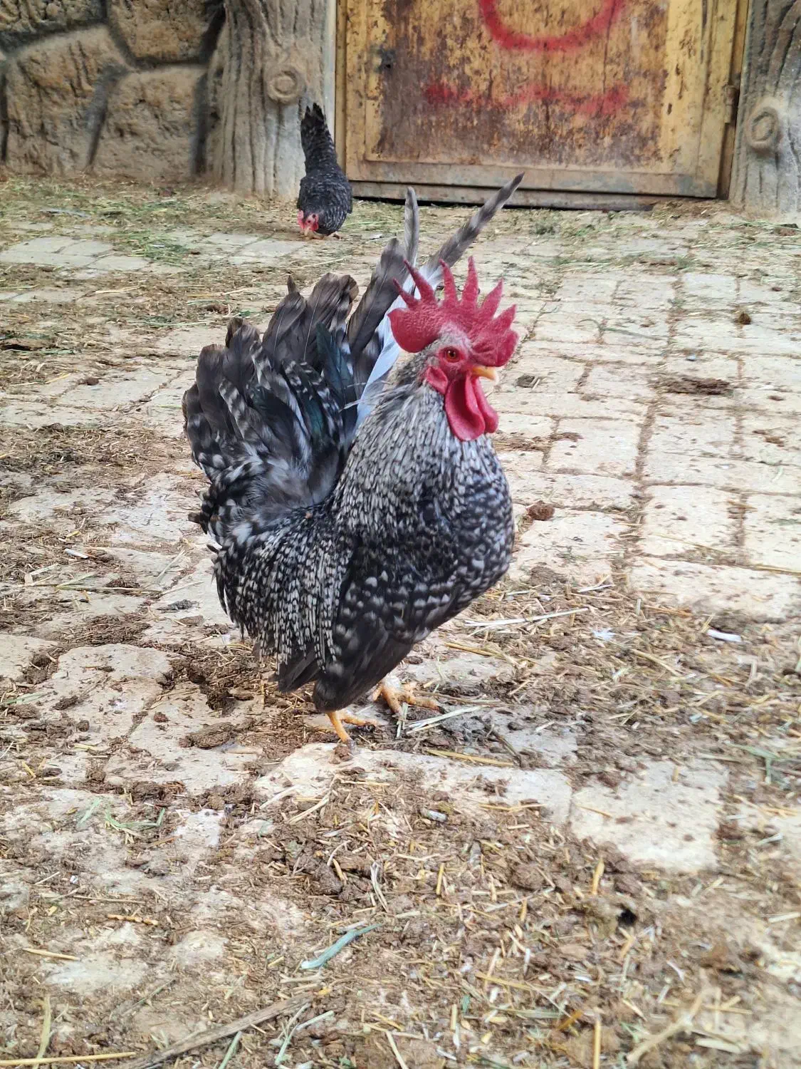 تخم نطفه دار جاپنیز|حیوانات مزرعه|خمینیشهر, |دیوار