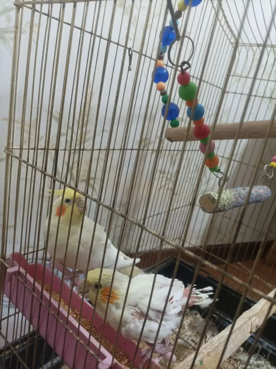 عروس هلندی باقفس|پرنده|کرج, پیشاهنگی|دیوار