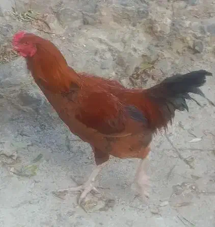 دو عدد خروس|حیوانات مزرعه|رینه, |دیوار