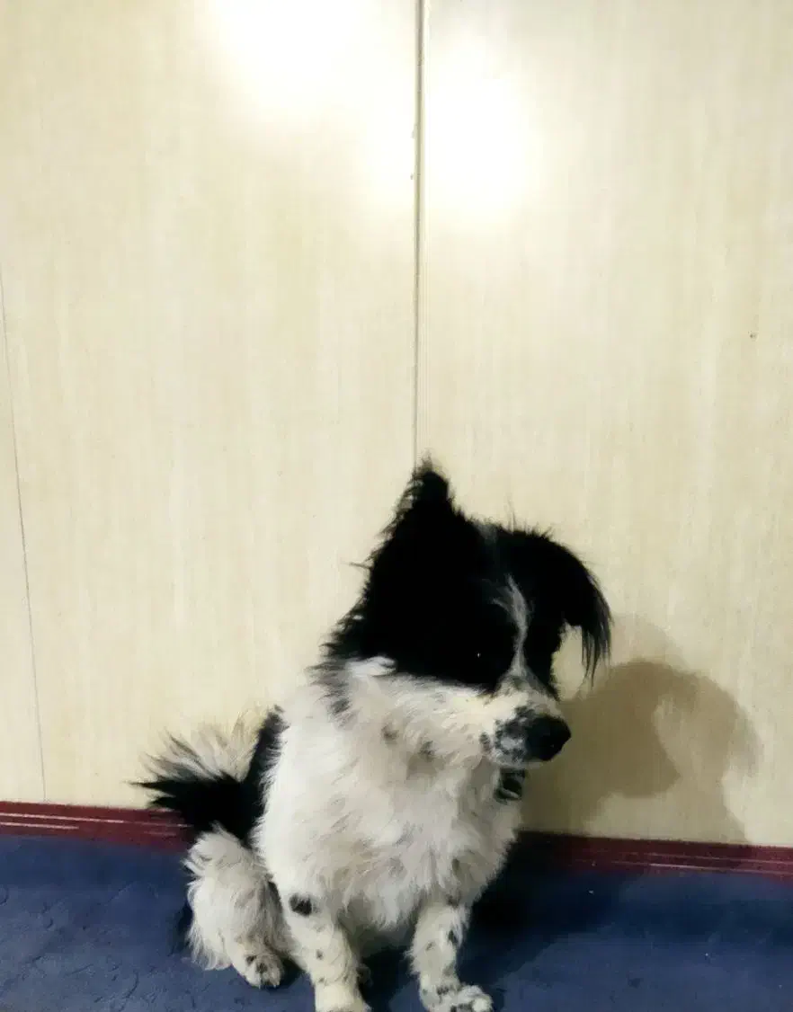 فروش سگ پاکوتاه بردر کولی.|سگ|پاکدشت, پارچین|دیوار