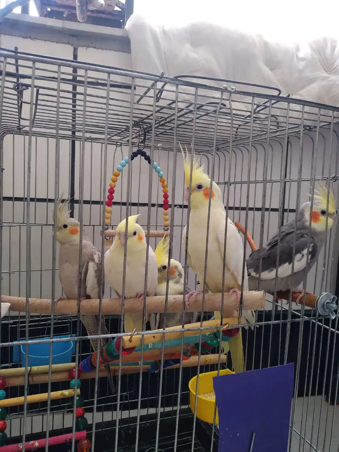 ۲عدد ۳تا جوجه|پرنده|باغستان, |دیوار