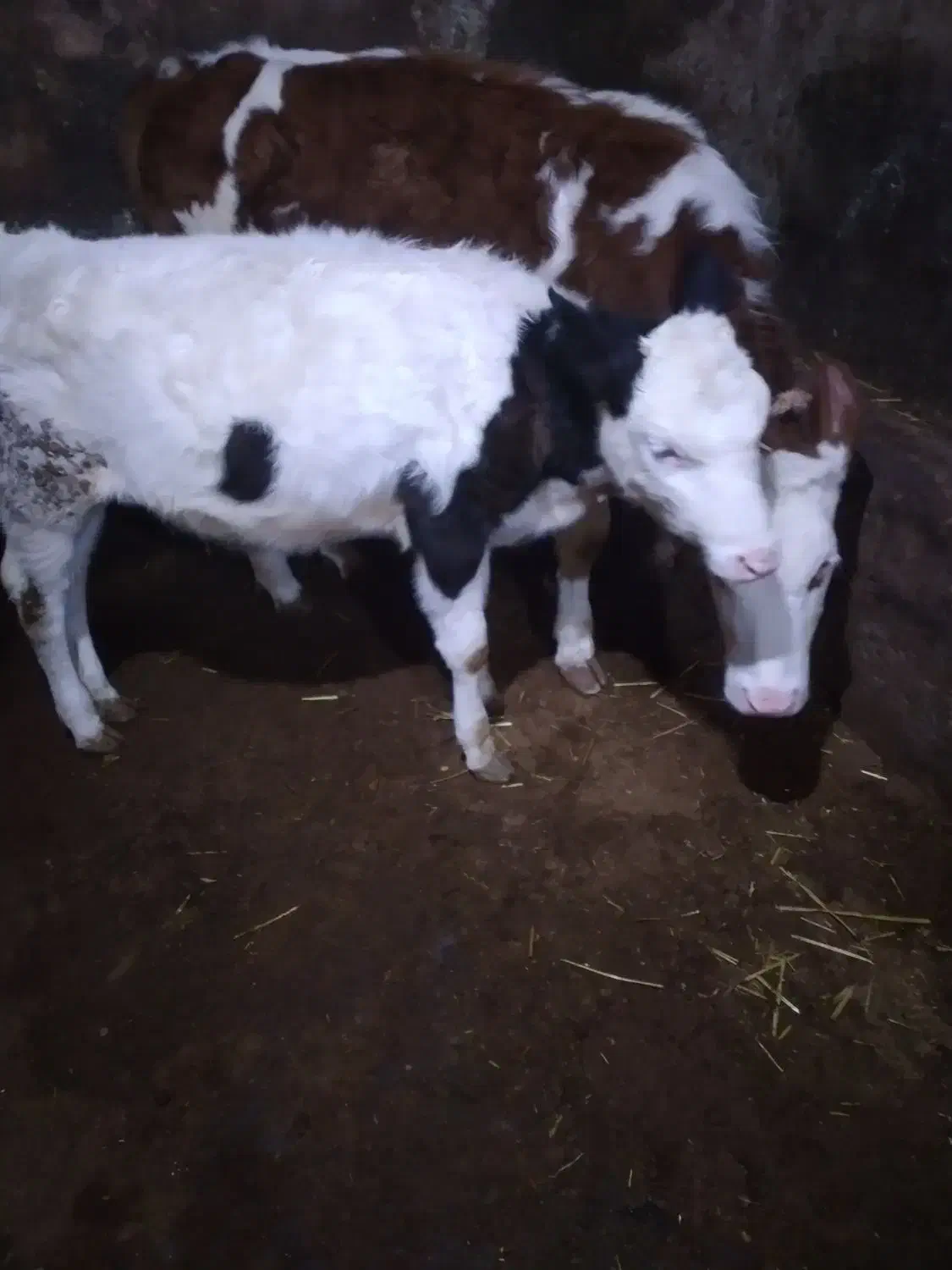 گاو و گوساله|حیوانات مزرعه|اردبیل, |دیوار