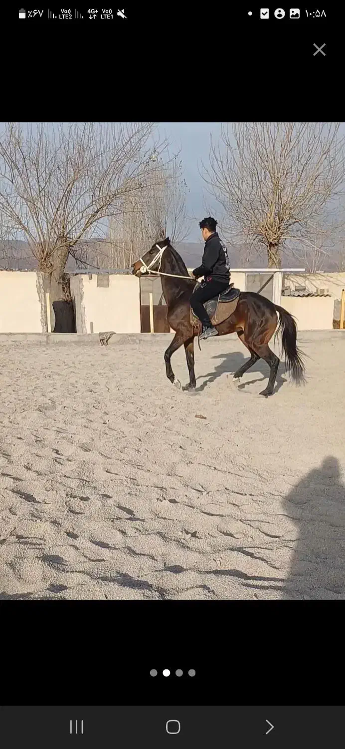 دوعدد نریان تروبرد|اسب و تجهیزات اسبسواری|خاوران, |دیوار