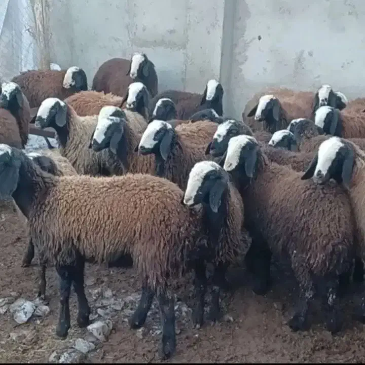 فروش گوسفند زنده|حیوانات مزرعه|تهران, نیروی هوایی (پیروزی)|دیوار