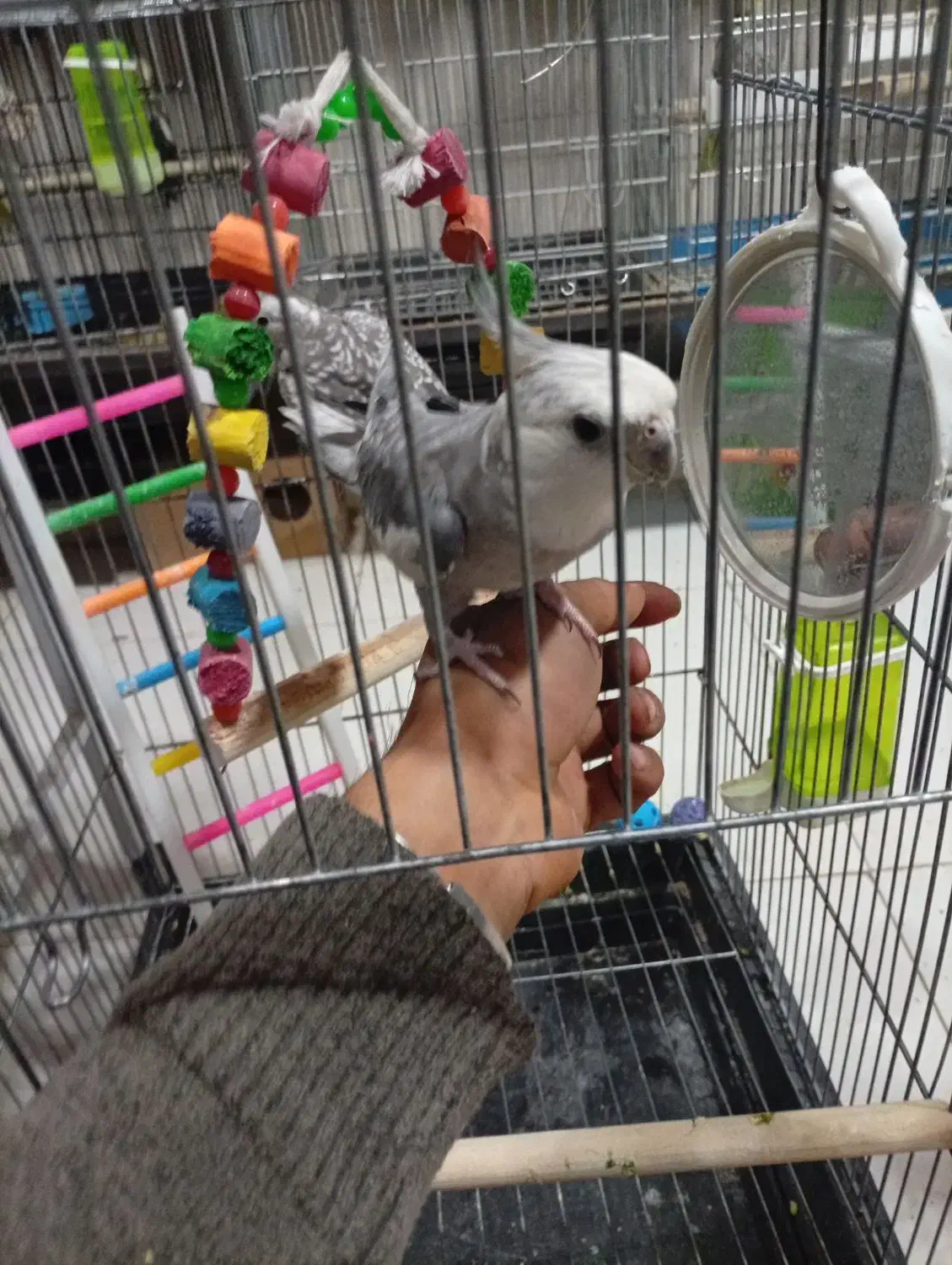 عروس هلندی قناری و..|پرنده|خرم‌آباد, |دیوار