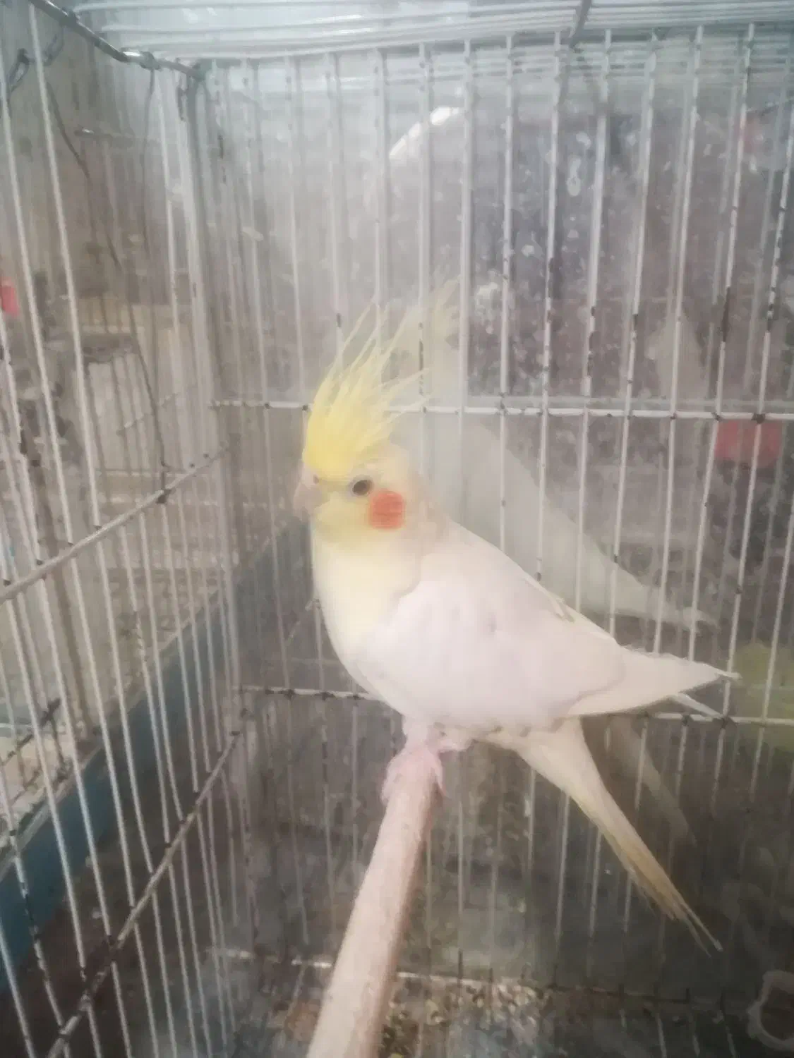 سه عدد عروس هلندی بالغ|پرنده|مشهد, عیدگاه|دیوار