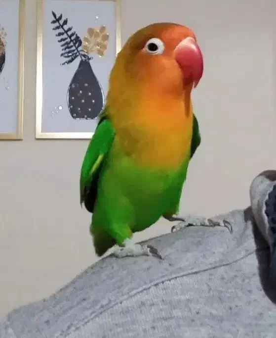 طوطی کوتوله برزیلی فول فول اهلی و دستی|پرنده|تبریز, |دیوار