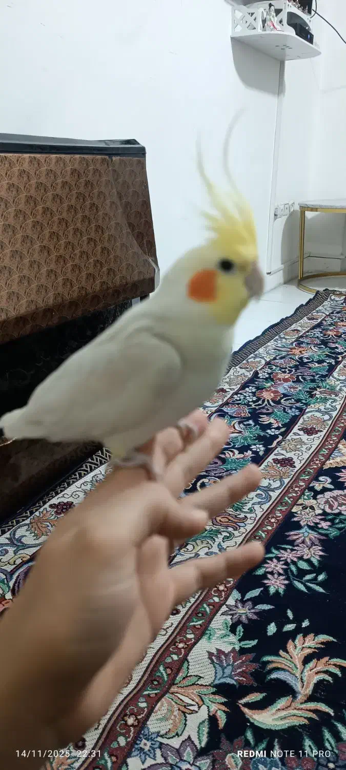 2عدد عروس هلندی نرسخنگو|پرنده|نسیم‌شهر, |دیوار