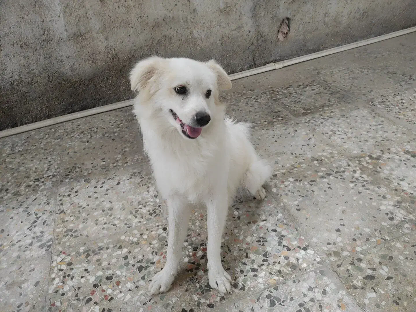 فروشی|سگ|بندرعباس, |دیوار