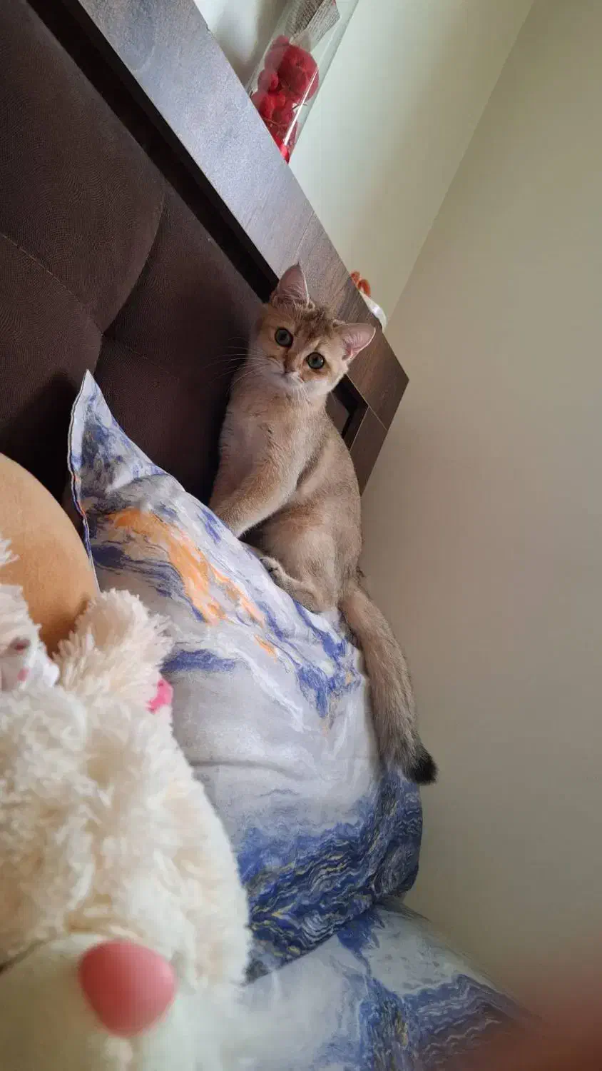 گربه بریتیش گلد گم شده|حیوانات|گرگان, |دیوار