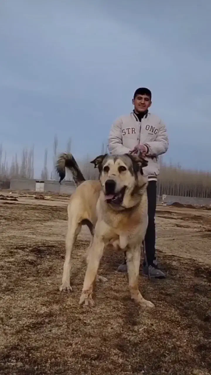 سگ پژدر اصیل قیمت عالی|سگ|شازند, |دیوار