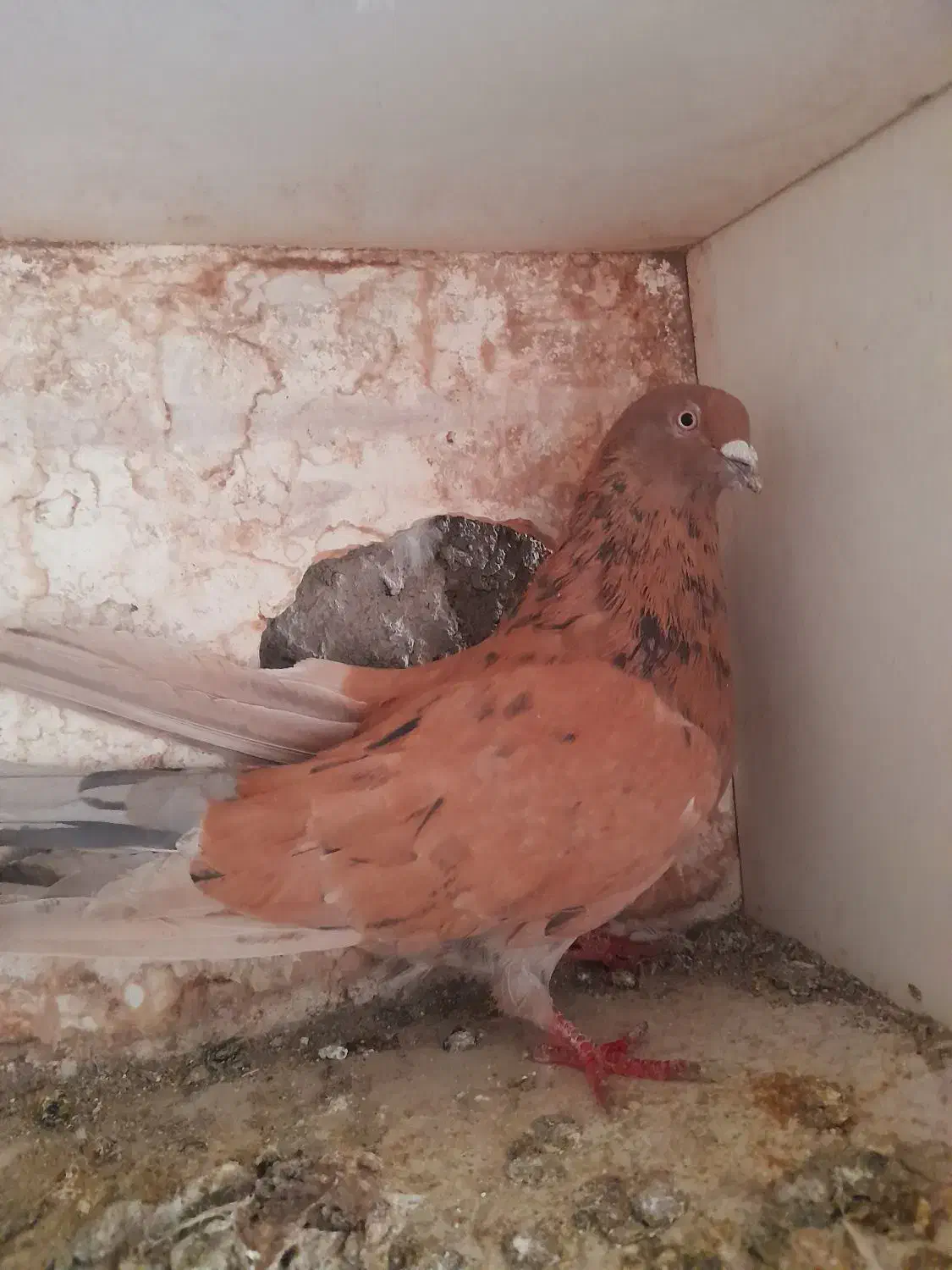 کبوتر سرور زرد|پرنده|ابهر, |دیوار