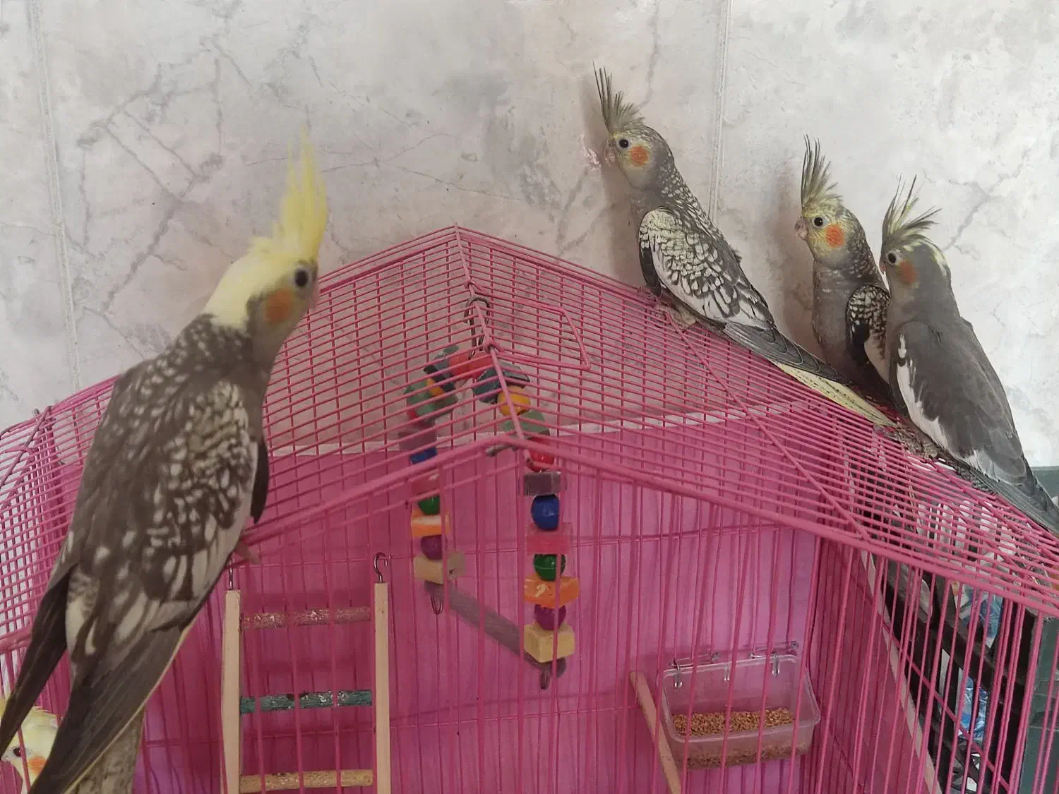 جوجه عروس|پرنده|سبزوار, امیر کبیر|دیوار