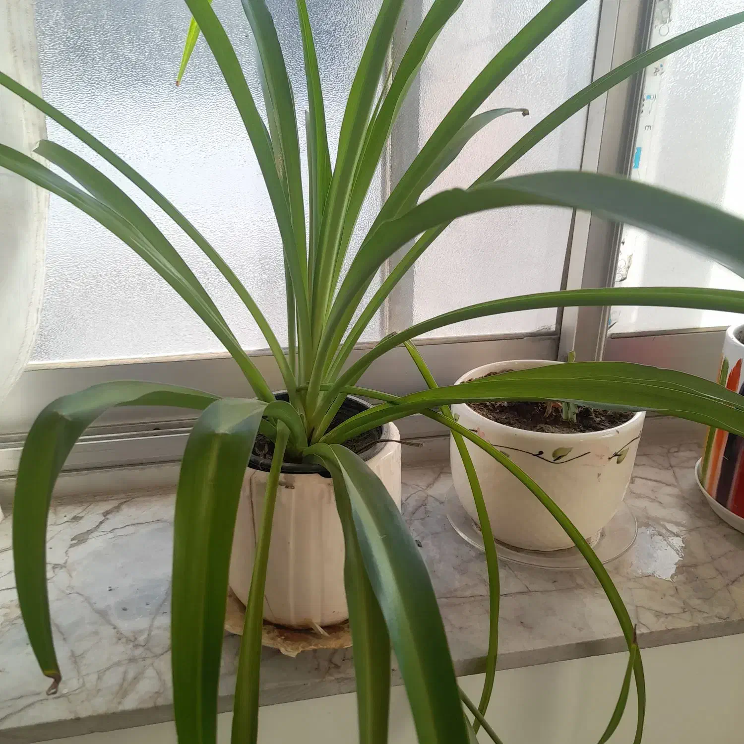 منزل ۶۰ متری برای  انبار|اجارهٔ خانه و ویلا|مشهد, مصلی (کارمندان اول)|دیوار