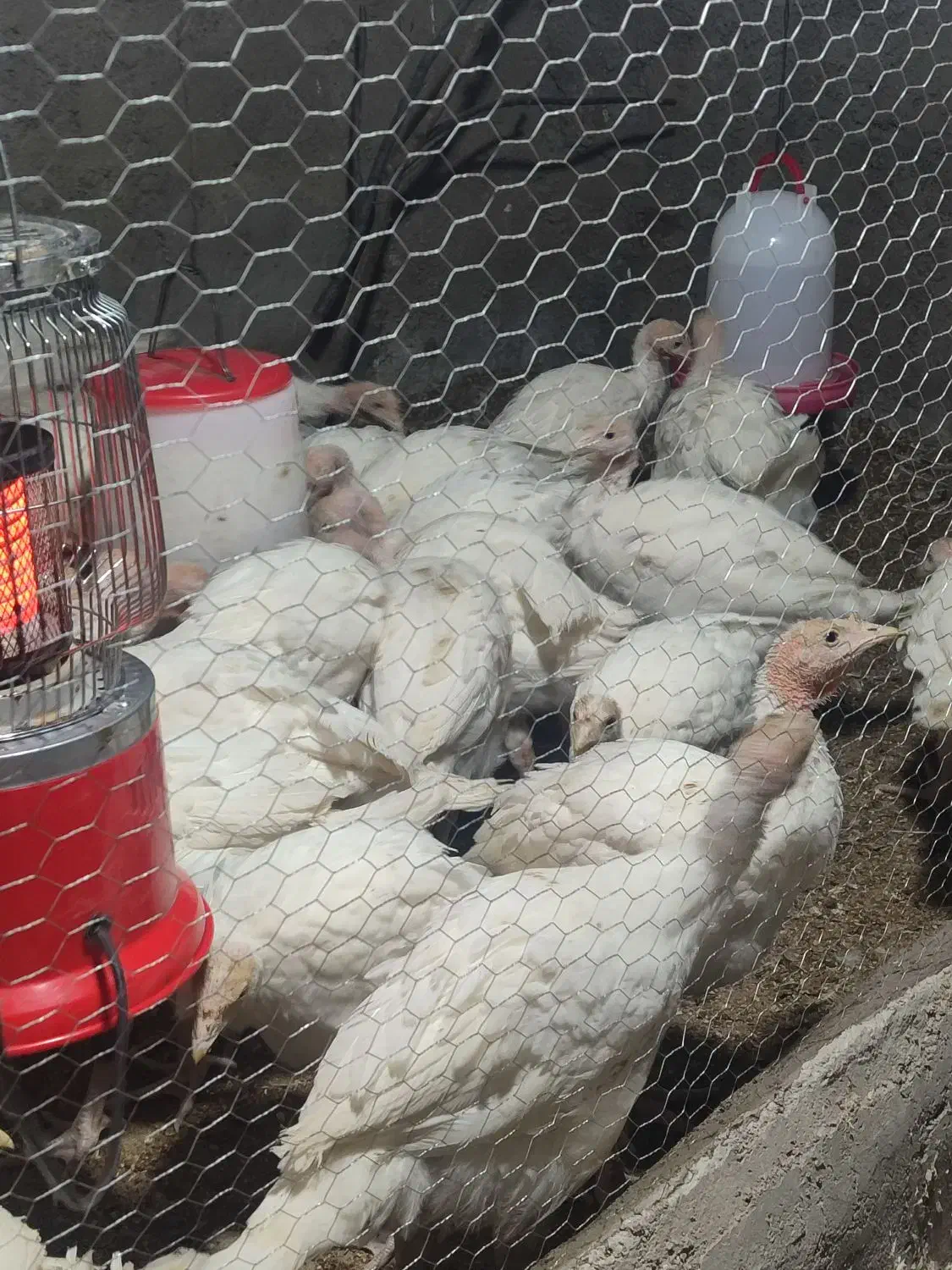 بوقلمون بیوتی ۶|حیوانات مزرعه|آزادشهر, |دیوار