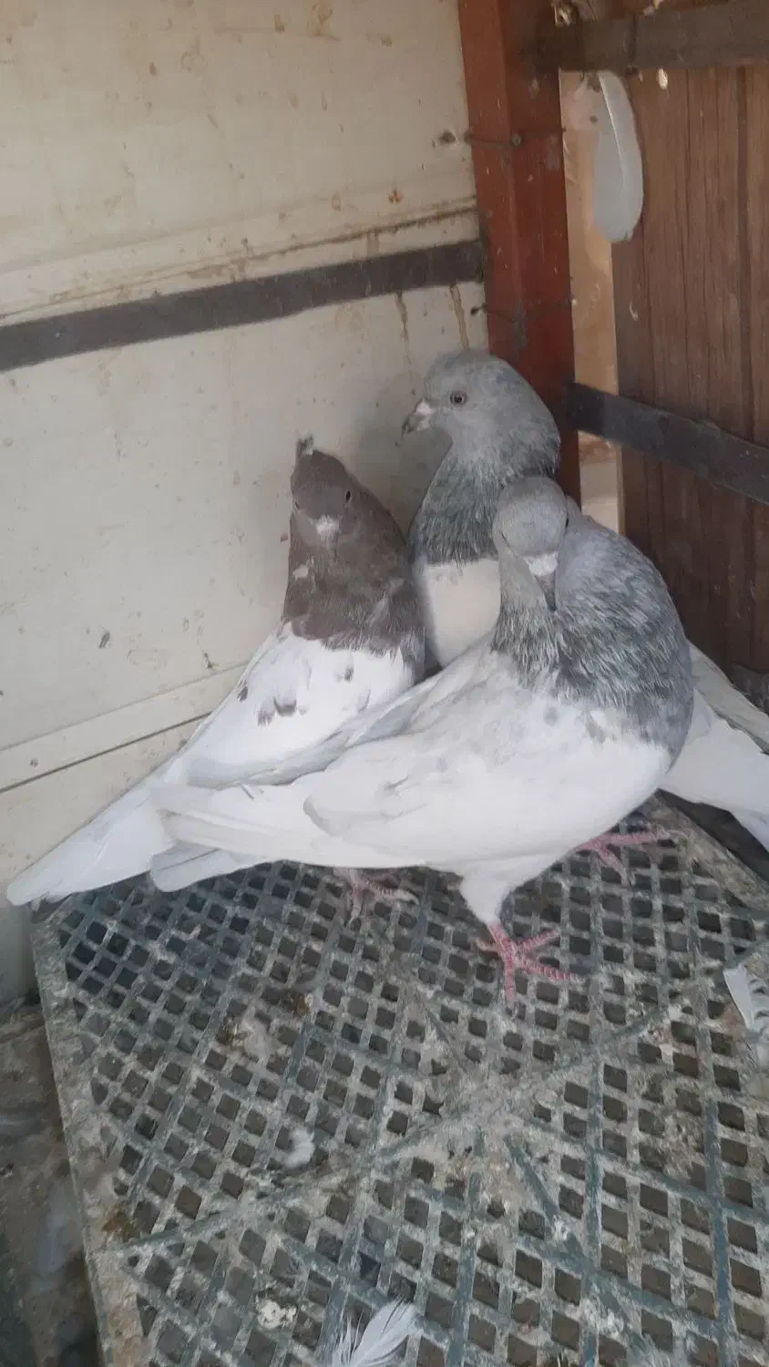 فروش فوری کبوتر بازی کن|پرنده|بم, |دیوار