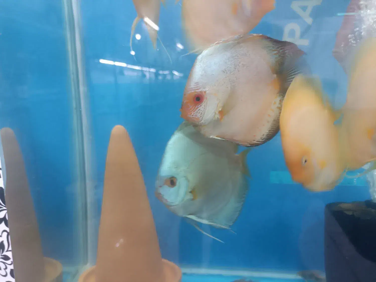 دیسکس|ماهی|تهران, تهران‌ویلا|دیوار