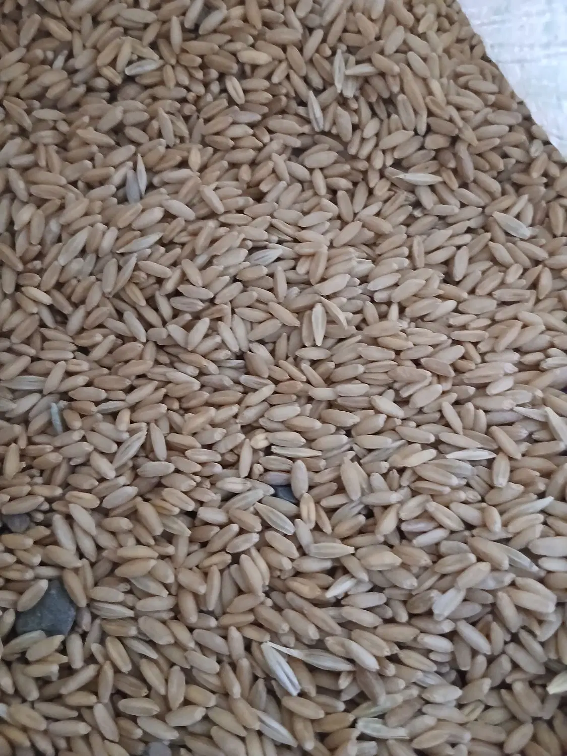 گندم|خدمات باغبانی و درختکاری|شازند, |دیوار