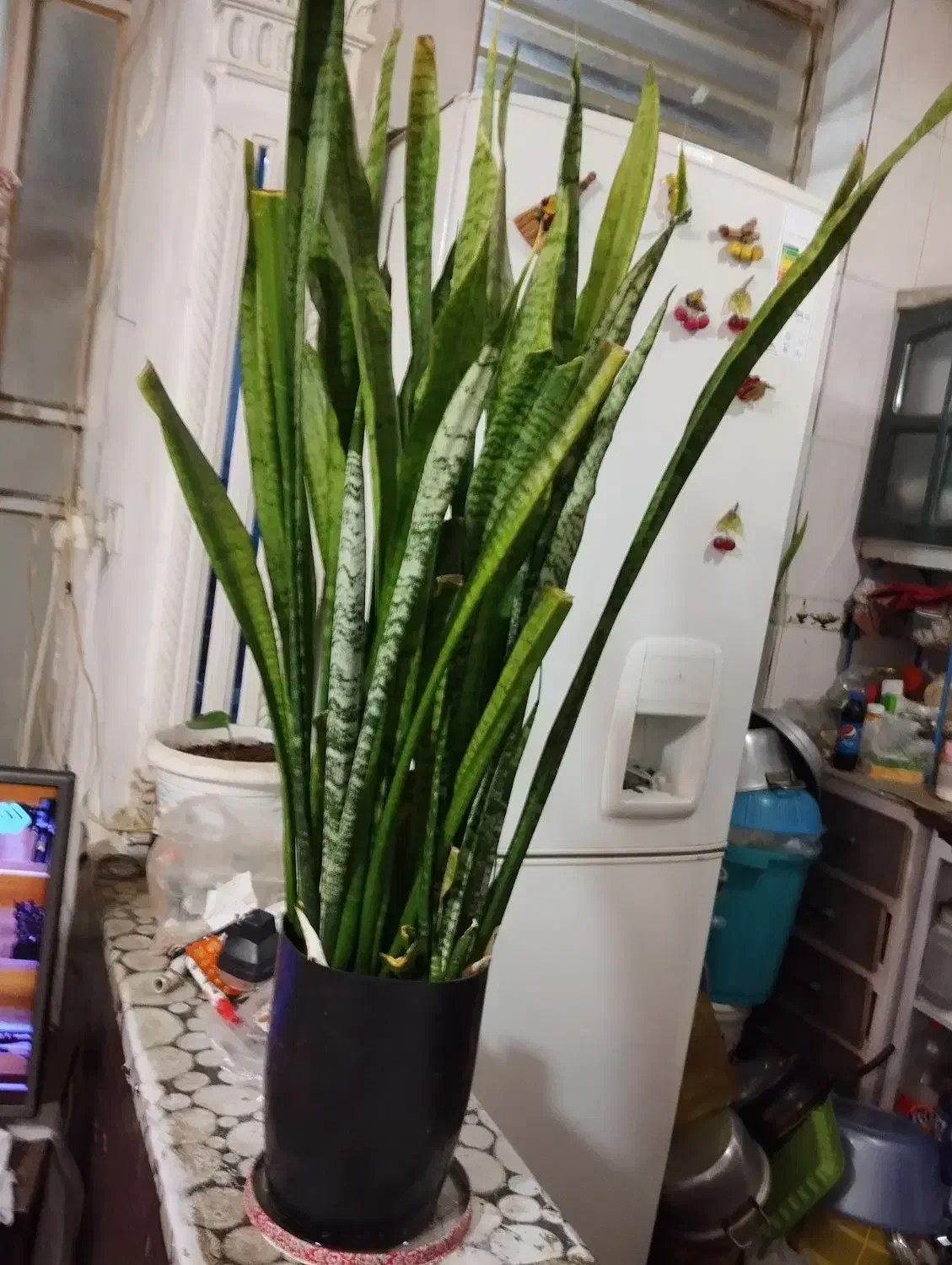 گل سانسوری سبز|گل و گیاه طبیعی|شیراز, شهرک مهدی‌آباد|دیوار