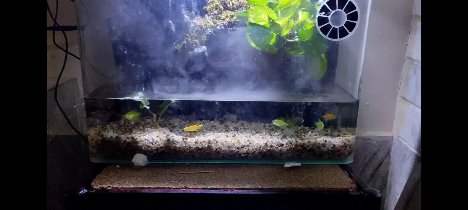 آکواریوم ، پالوداریم|ماهی|قم, شهرک توانیر|دیوار