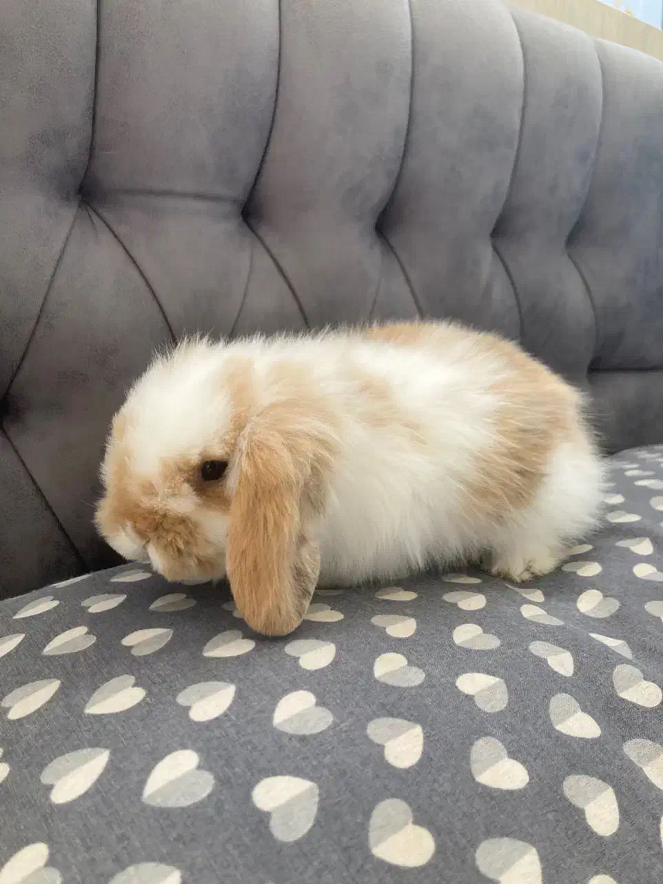 واگذاری رایگان خرگوش لوپ|موش و خرگوش|اصفهان, آبشار|دیوار