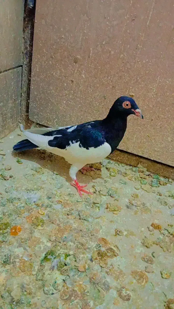 کفتر|پرنده|تربت‌حیدریه, ده پائین|دیوار