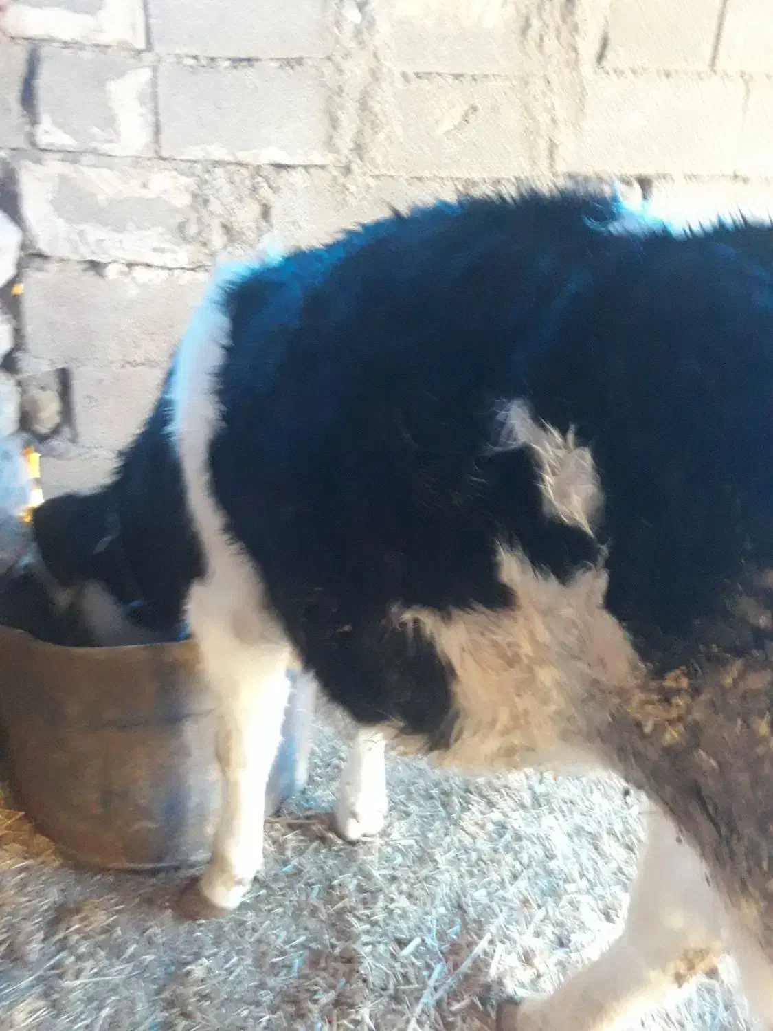 گوساله|حیوانات مزرعه|کارزان, |دیوار