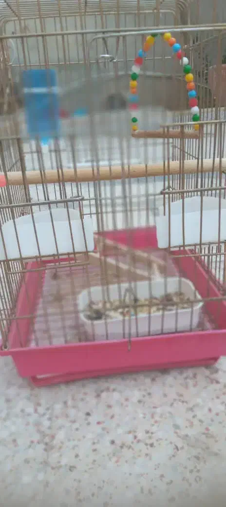 قفس عروس هلندی|لوازم جانبی حیوانات|شیراز, کوشک میدان|دیوار