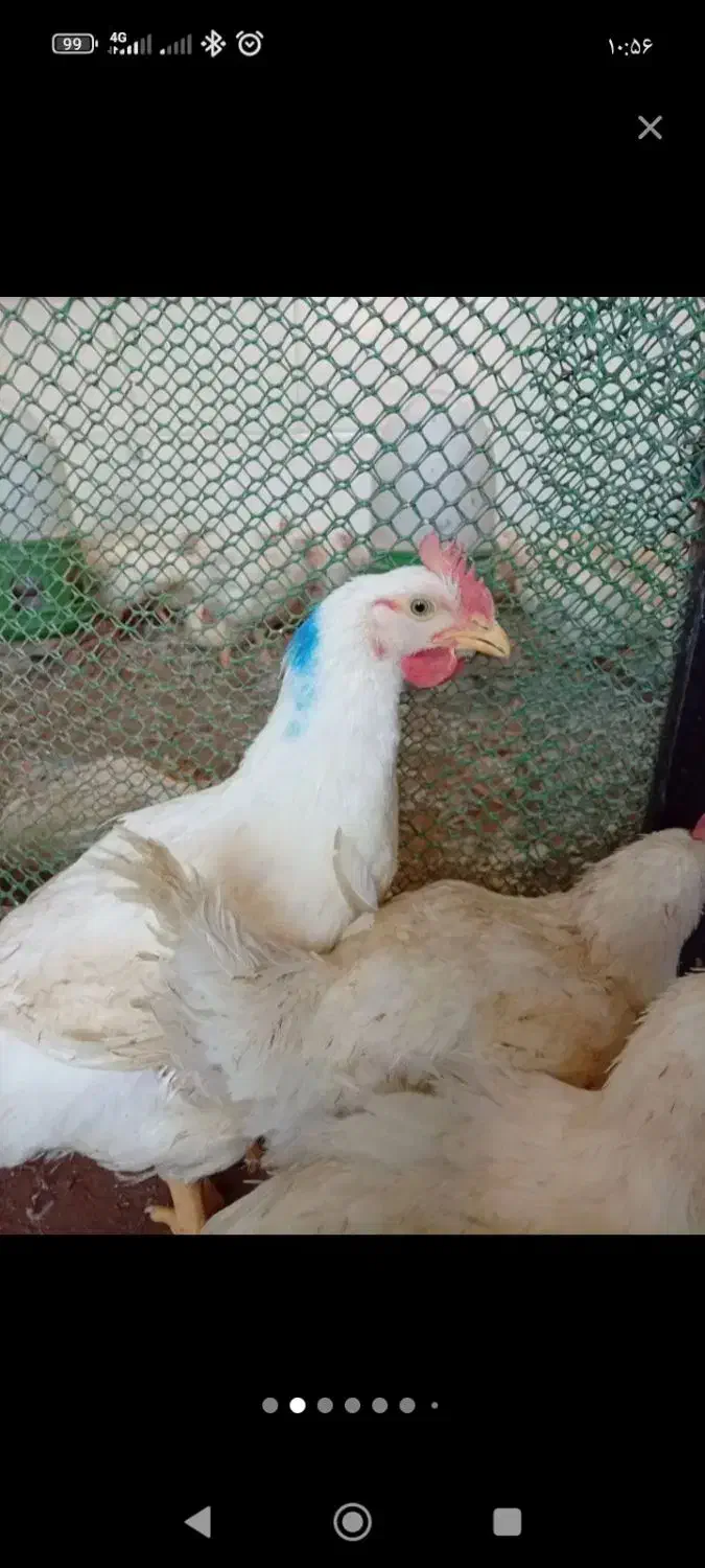 حیوانات مزرعه|حیوانات مزرعه|قیامدشت - خاورشهر, |دیوار