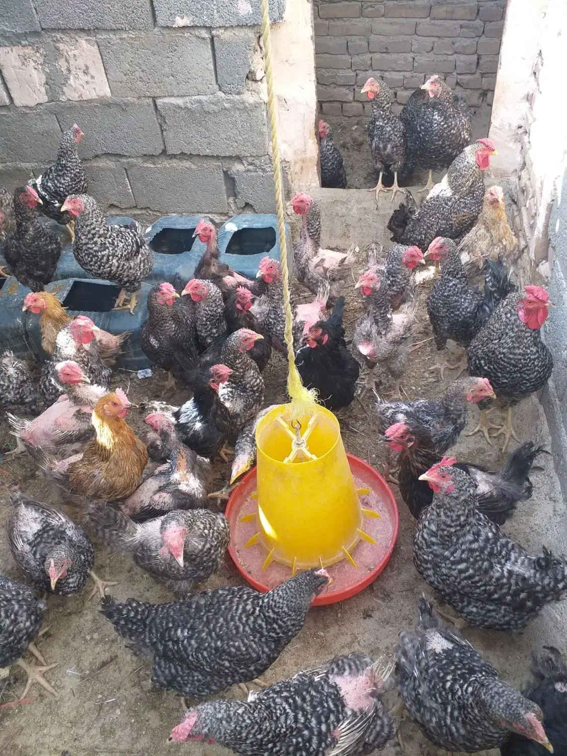 مرغ گل باقالی چهل تاج|حیوانات مزرعه|باشتین, |دیوار