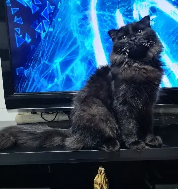 گربه پرشین بلک|گربه|ماهدشت, |دیوار