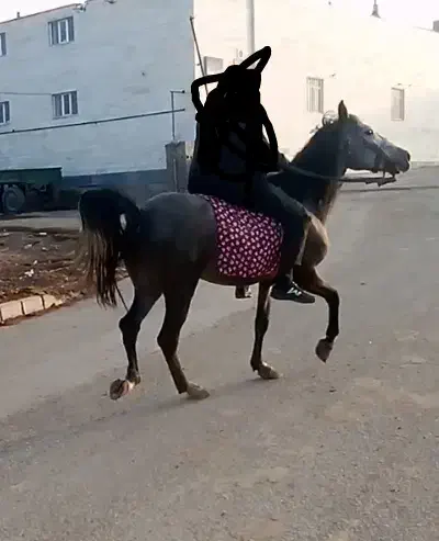 اسب نریان سر دم گیر چهار ساله|اسب و تجهیزات اسب‌سواری|اردبیل, |دیوار