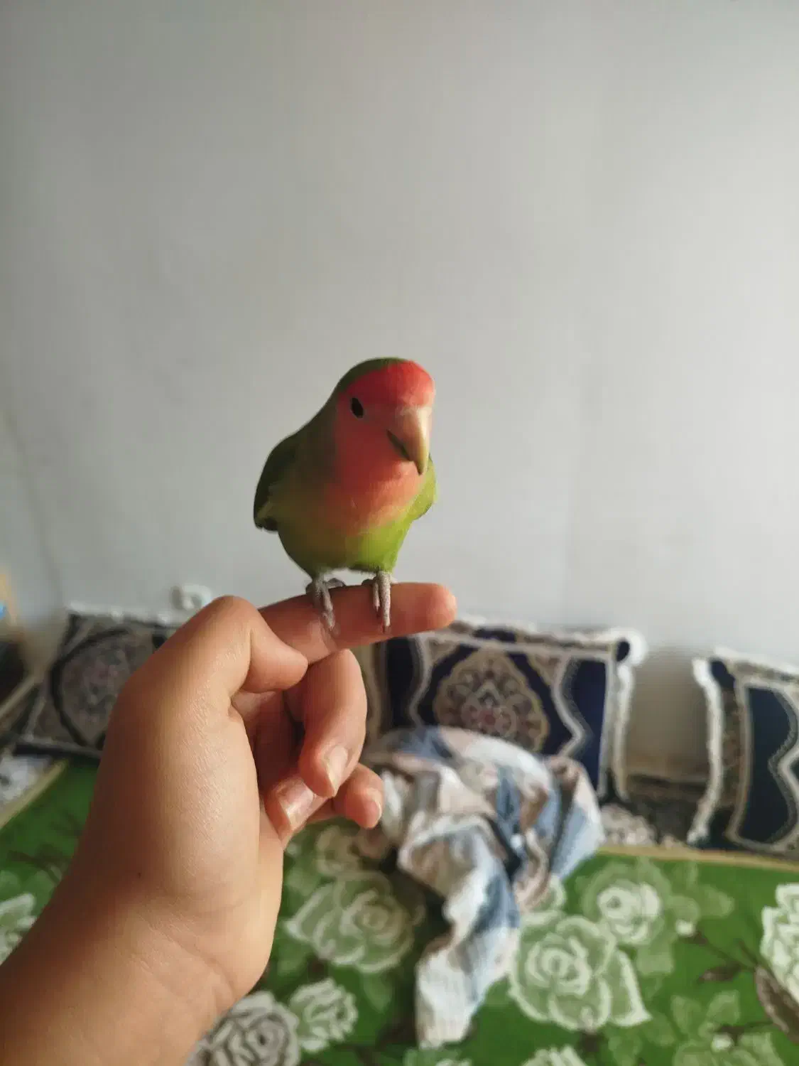 کوتوله برزیلی دستی|پرنده|شیراز, شهرک گلستان|دیوار