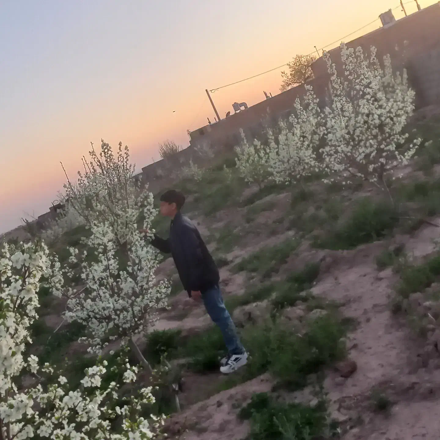 باغ فروشی|خدمات باغبانی و درختکاری|فیروزه, |دیوار