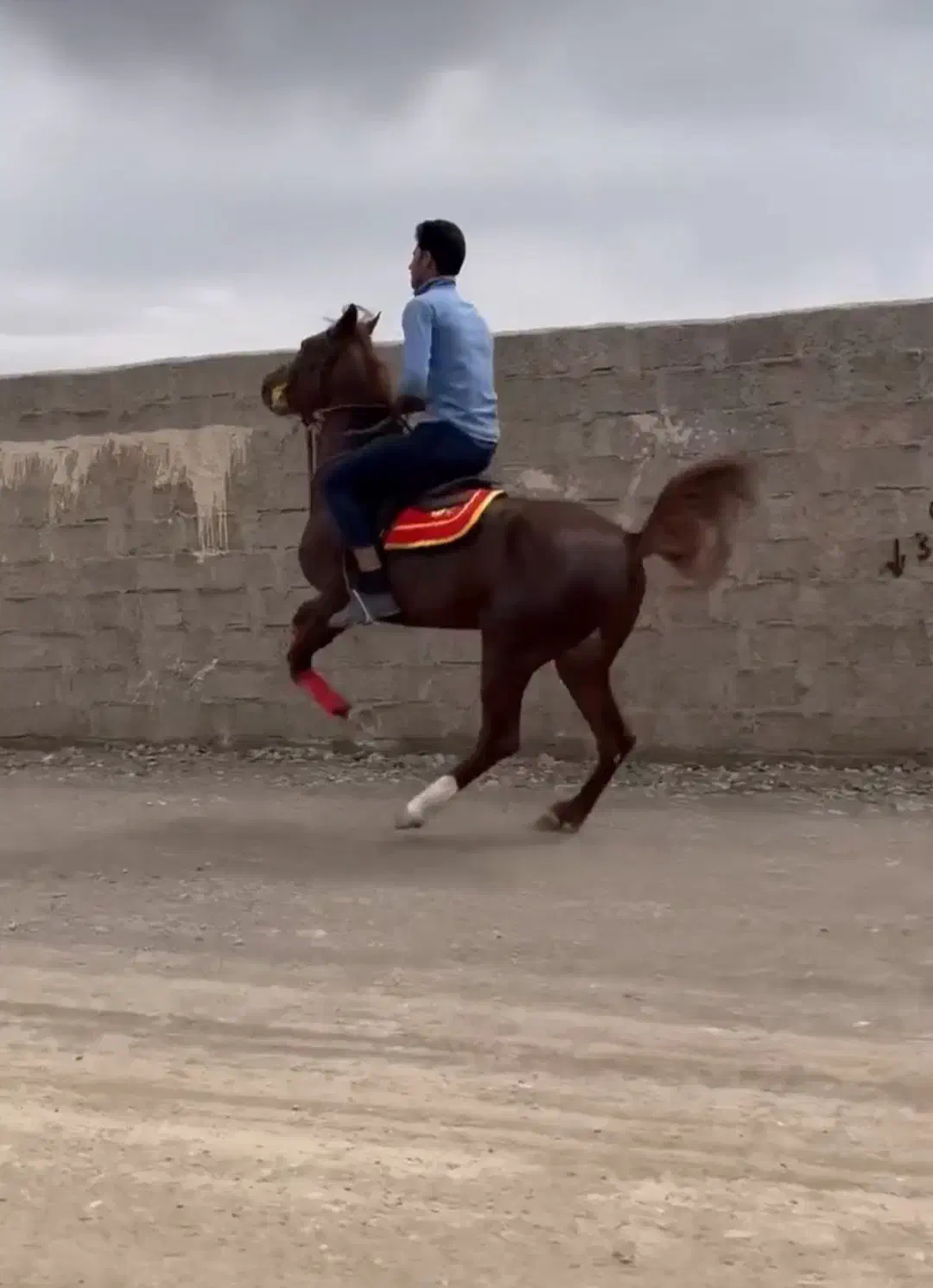 اسب نریون|اسب و تجهیزات اسبسواری|زرند, |دیوار